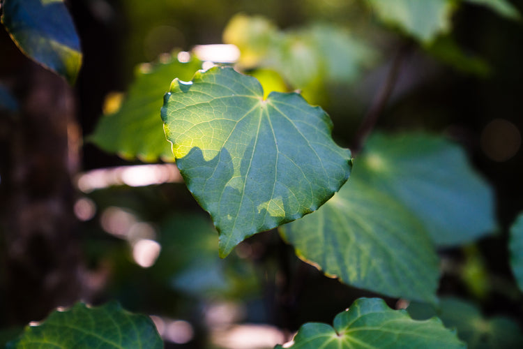 Presenter (kawakawa)