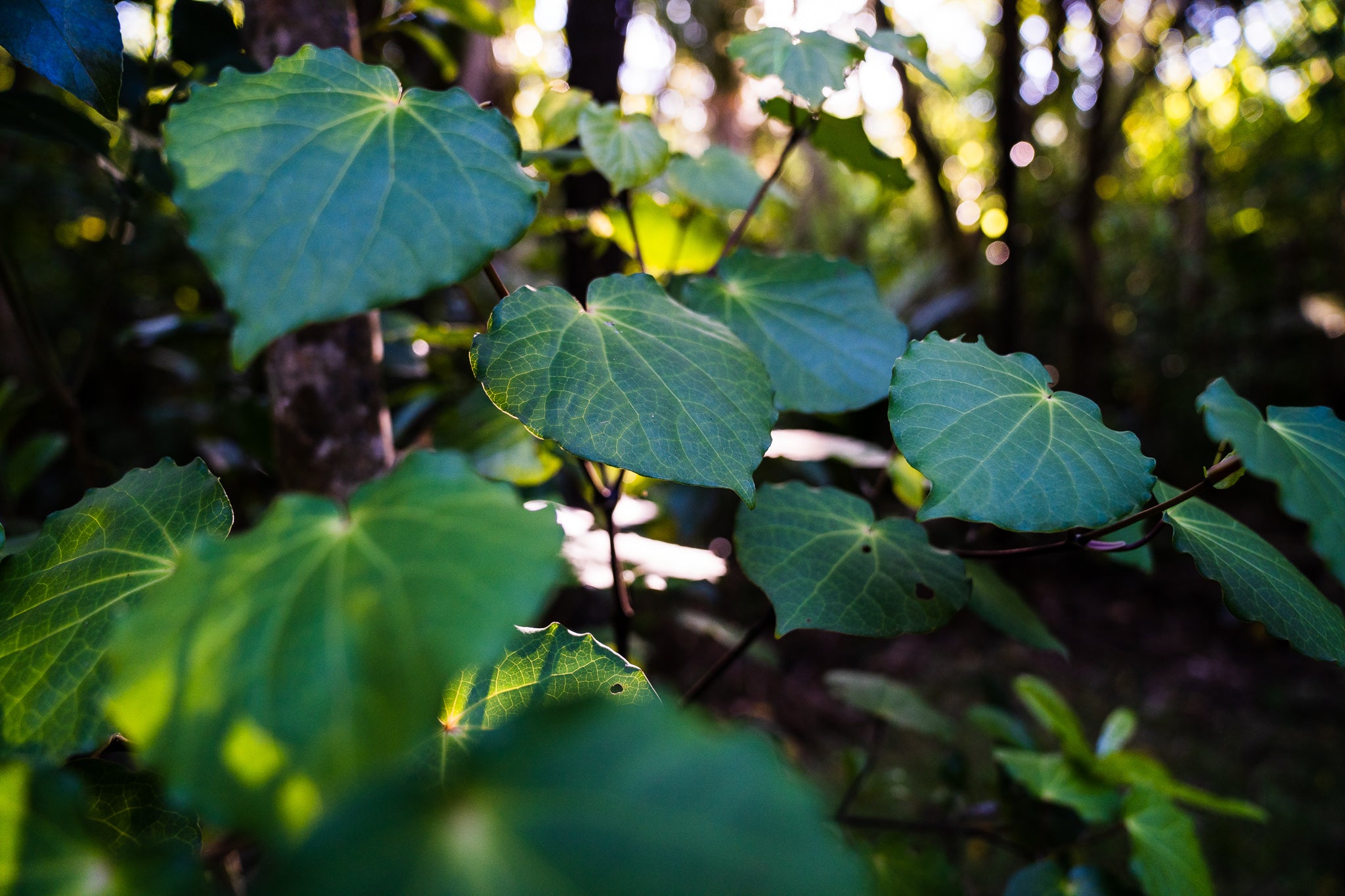 Kawakawa native NZ plant